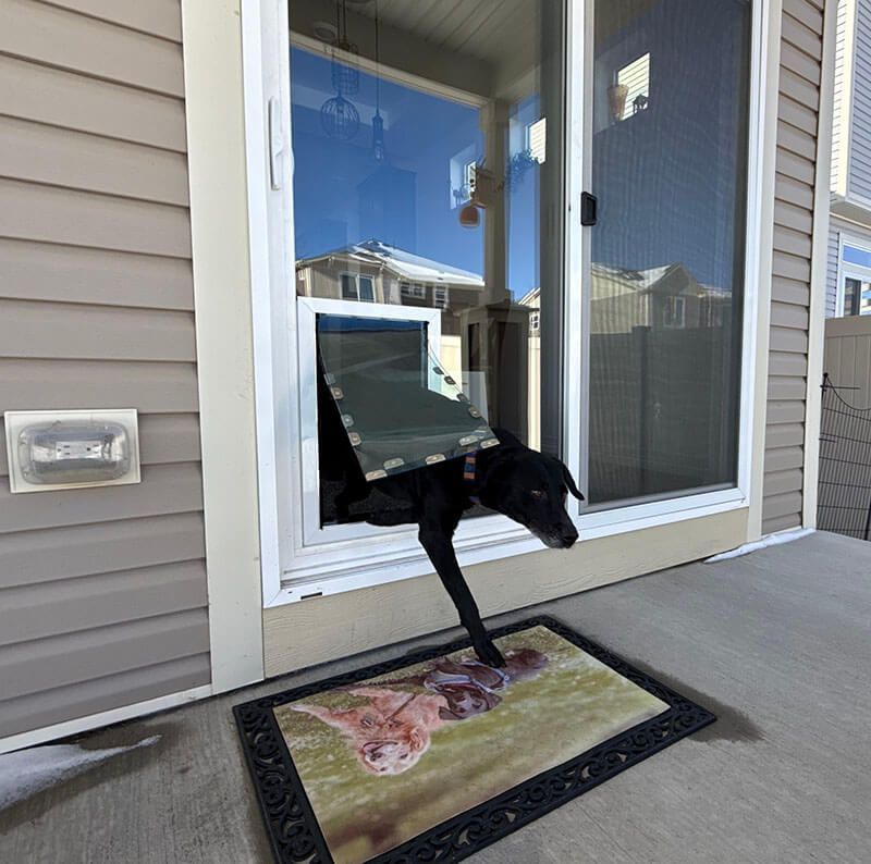 A dog running through a dog door in a glass door